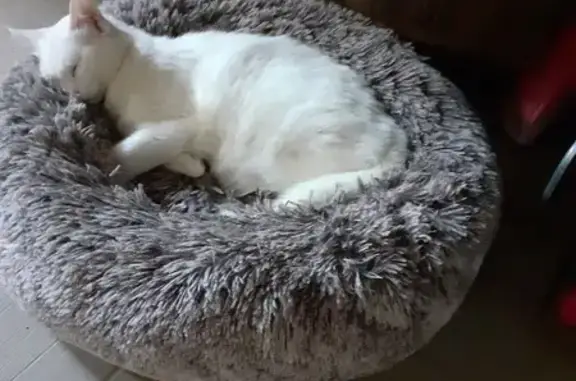 Animaux perdus , photo: Chatte sourde blanche perdue Route de Saint-Pierre