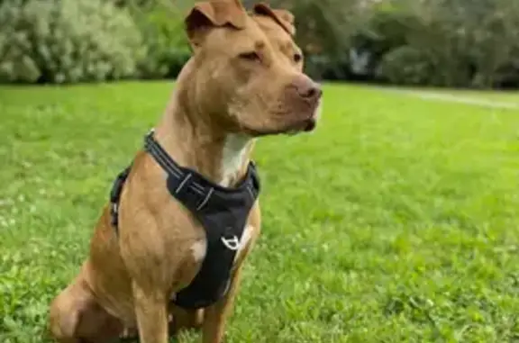 Chien perdu , photo : Chien disparu : Kayla, femelle bringé clair