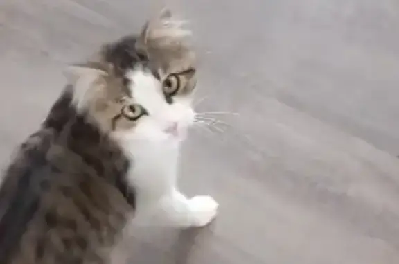 Chat perdu, Plougonven, photo: Chat mâle disparu à Plougonven
