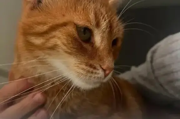 Chatte stérilisée Xaninha disparue à Fenioux - photo