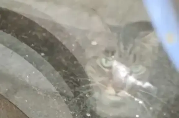Chat trouvé : européen tigre marron noir roux - photo