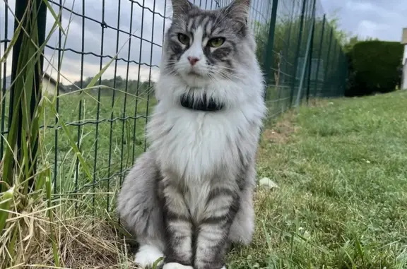 Animaux perdus La Balme-de-Sillingy, photo: Chat Perdu : Talya, MaineCoon, 2 Ans, Peureuse