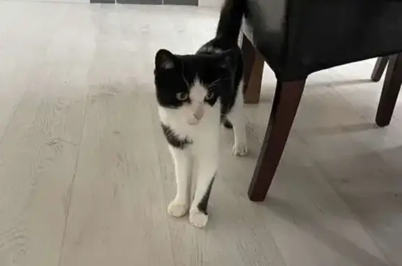Animaux perdus , photo: Chat européenne femelle perdue à Gavray