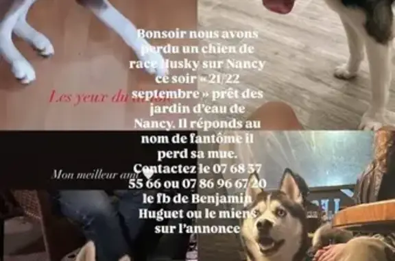 Chien perdu Nancy, photo : Husky bleu perdu à Nancy, répond 