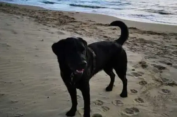 Chien perdu , photo : Chienne Kimba disparue à Igornay