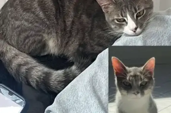 Chat perdu, Reims, photo: Chat amical blanc et tigre perdu à Reims