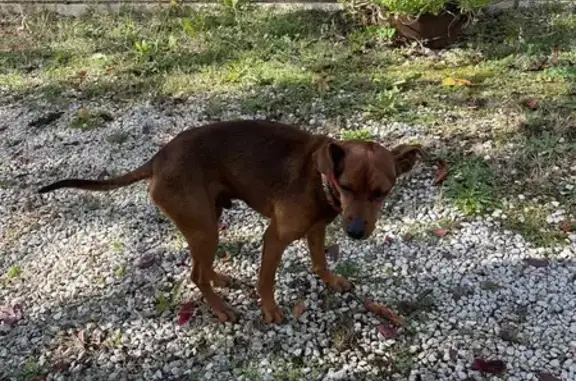 Pinscher nain trouvé Rue du Marronnier - photo