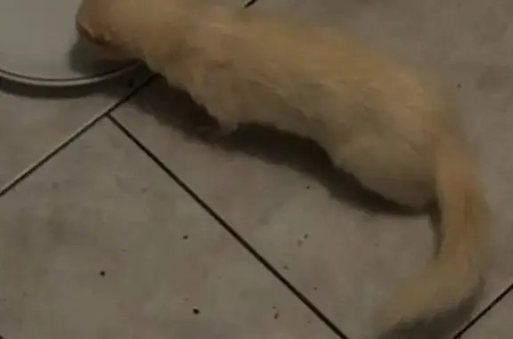 Chat perdu, , photo: Furet albinos perdu à Raucourt-et-Flaba