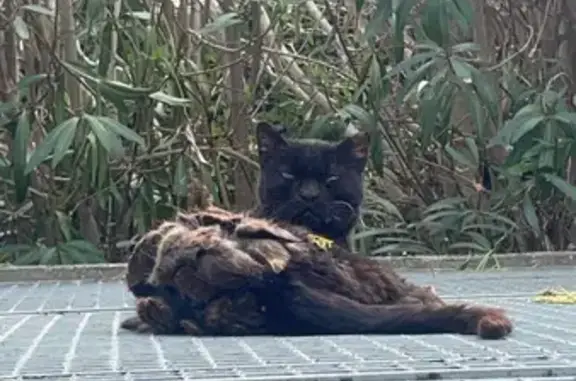 Chat noir errant trouvé Rue des Chevaliers - photo
