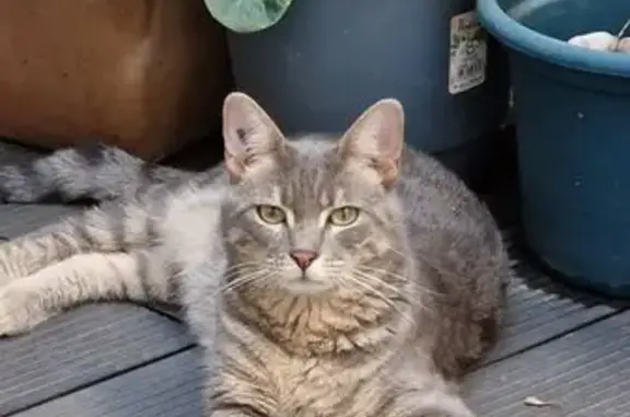 Animaux perdus Marseille Bompard, photo: Chatte tigrée grise perdue à Marseille