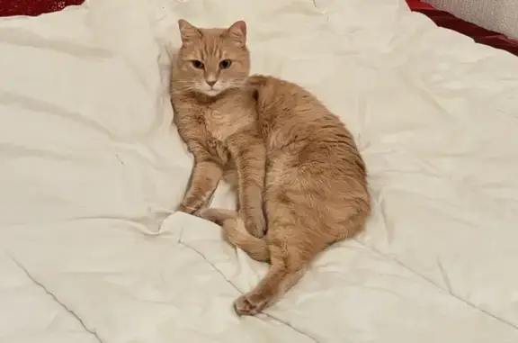 Chat perdu, Blonville-sur-Mer, photo: Chat disparu rue Henry Millet, Blonville-sur-Mer