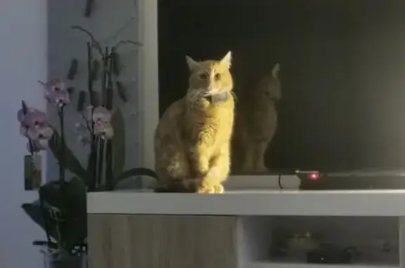 Animaux perdus Saint-Junien, photo: Chat roux dodu perdu à Saint-Junien