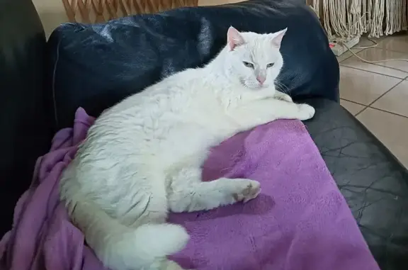 Chat perdu, Gond-Pontouvre, photo: Chat disparu, 16 ans, Route de Paris