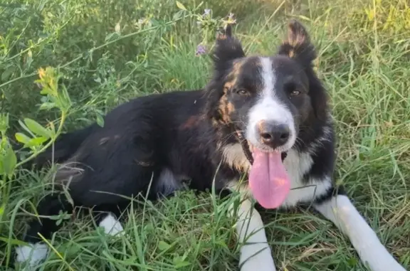 Chien perdu: Border Collie femelle 2 ans - photo