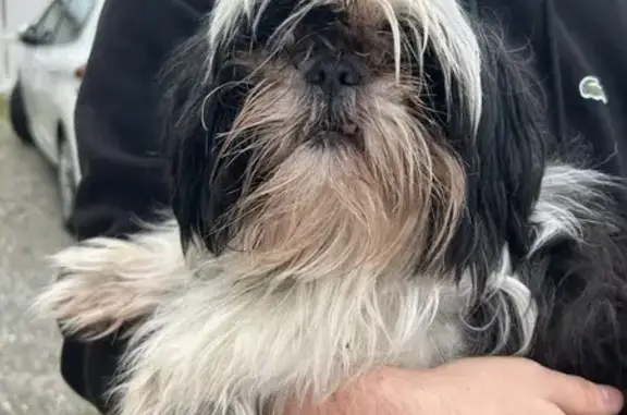 Chien trouvé Léguevin, photo: Chienne trouvée sur la route à Léguevin