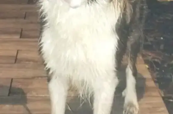 Chien trouvé calme à 23h30 à Lugos - photo