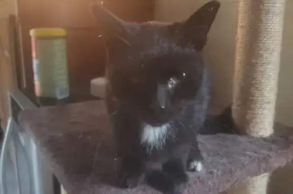 Chaton mâle trouvé à Torcé, Bretagne - photo