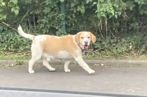 Chien perdu Liévin, photo : Chien trouvé Rue St-Just, 2, Liévin