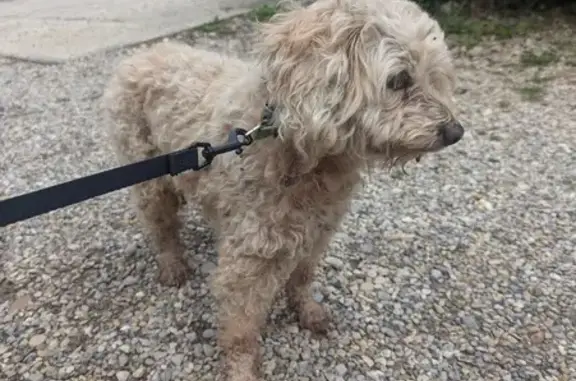 Chien trouvé Saint-Jean-de-Bournay, photo: Chien errant trouvé, maigre et blessé