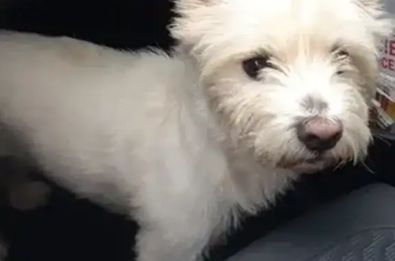 Westie blanc trouvé Rue de Chagnolet, Périgny - photo