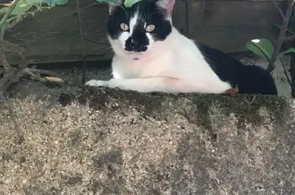 ¡Gato Perdido en Cercedilla! Blanco y Negro, Sociable