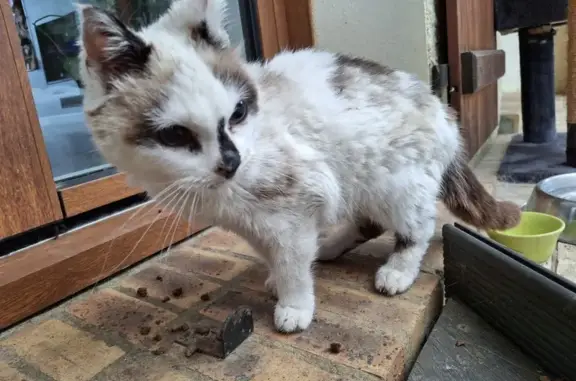 Chaton trouvé, très maigre et malvoyant - photo