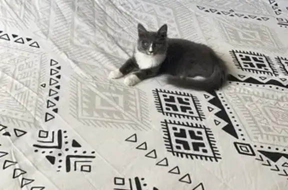 Chat perdu, Hénin-Beaumont, photo: Chat gris et blanc perdu à Hénin-Beaumont
