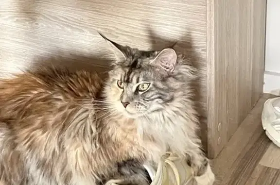 Chat perdu, , photo: Chat Maine Coon Femelle Perdue - Le Havre