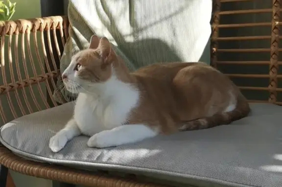 Chat perdu, La Rochelle, photo: Chat mâle roux et blanc disparu à La Rochelle