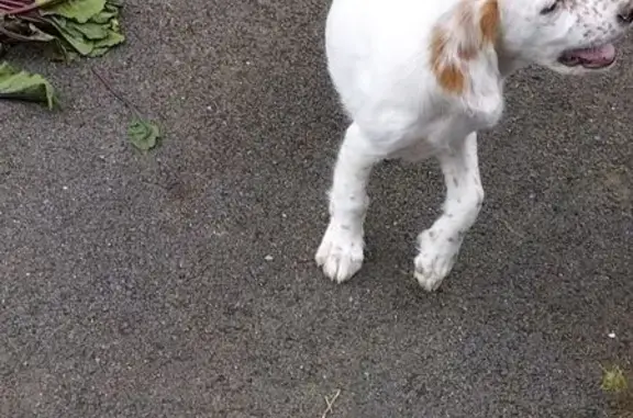 Chien perdu , photo : Setter lemon femelle disparue à Plélo