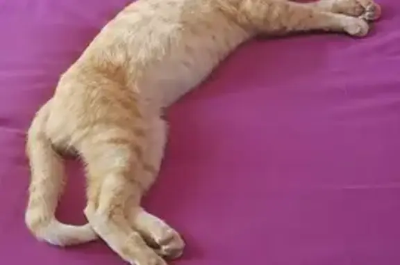 Chat trouvé, très câlin, à Irigny - photo