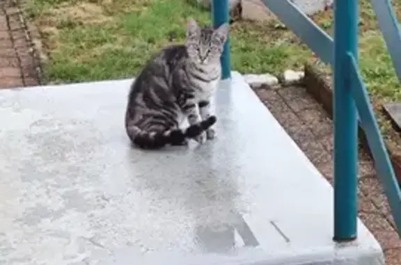 Chatte grise et noire trouvée à Limoges - photo