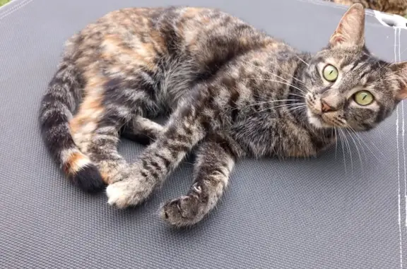 Animaux perdus Cournonterral, photo: Chatte tigrée Roxy perdue à Cournonterral