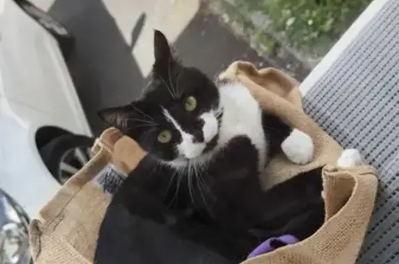 Chat perdu, , photo: Chatte noire et blanche perdue à Moult