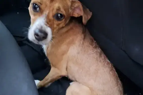 Petite chienne trouvée à Ifs devant GIFI - photo