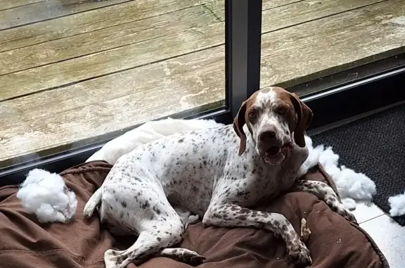 Chien perdu Pleurtuit, photo : Chienne braque français perdue à Pleurtuit