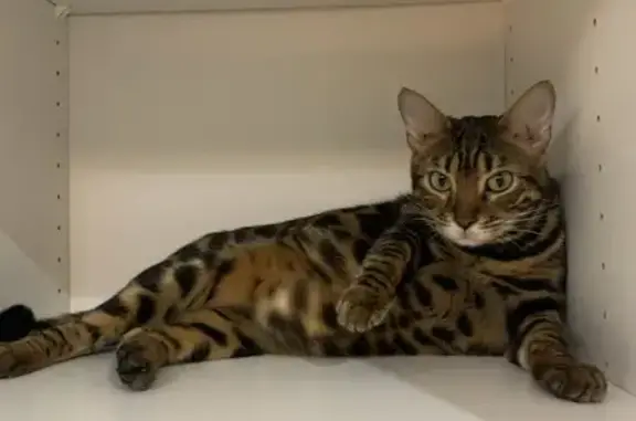 Animaux perdus Le Pradet, photo: Chat Bengale perdu au Pradet, aide demandée