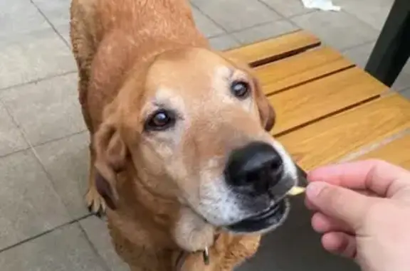 Chien errant trouvé au Macdo de Saint-Paul-lès-Dax - photo
