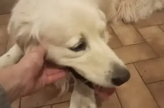 Chien trouvé : Golden Retriever crème, Mauges - photo