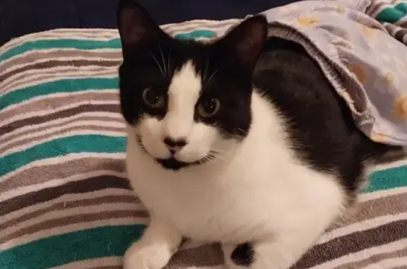 Missing Shy Black & White Cat on Montgomery Ave