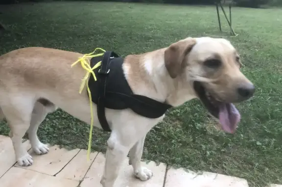 Chien mâle crème trouvé à Meylan - photo