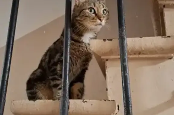 Animaux trouvés Puteaux, photo: Chat trouvé Rue Saulnier à Puteaux