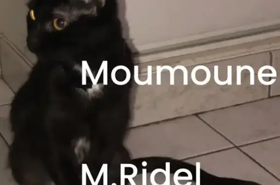 Chatte noire 4 ans perdue à Ernée - photo