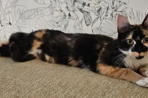 Chat perdu, Échirolles, photo: Chat perdu à Échirolles, allée de la Soie