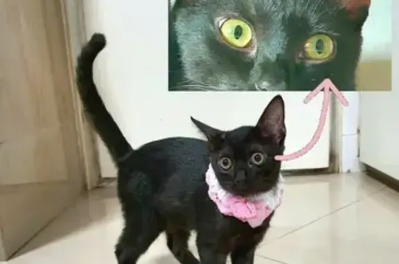 Missing Black Kitten in Woodlands Drive 44