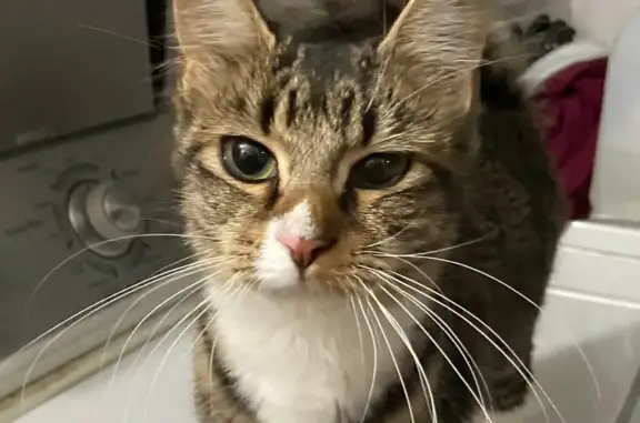 Found: Young Tabby Cat on S. Sheridan Ave