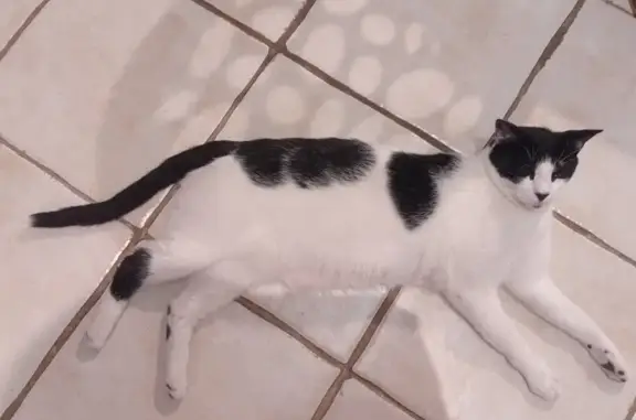Chat perdu, Cagnes-sur-Mer, photo: Chat noir et blanc perdu à Cagnes-sur-Mer