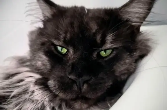 Animaux perdus Bruz, photo: Mainecoon mâle noir perdu à Bruz