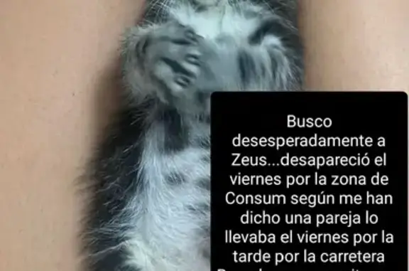 Gato Perdido en Puzol - Carrer del Rei en Jaume