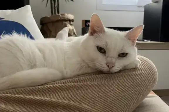 Gatos perdidos, , foto: ¡Urgente! Gato Blanco Perdido en Castellón